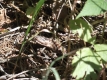 Kreuzotter im Wald